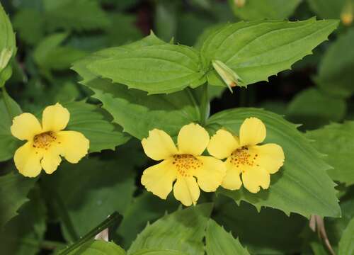 Plancia ëd Mimulus