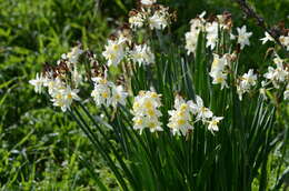 Image of Narcissus tazetta subsp. italicus (Ker Gawl.) Baker