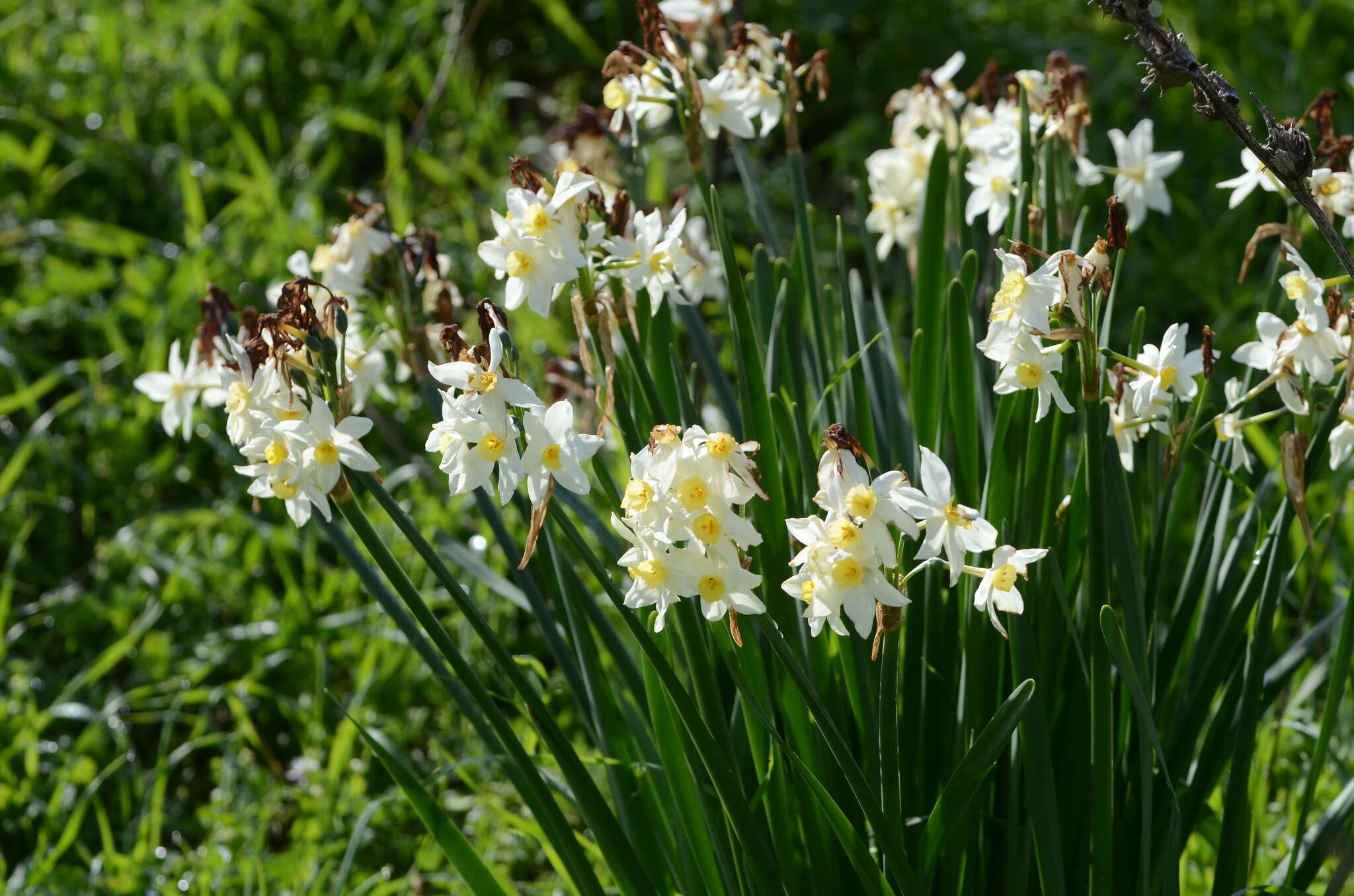 Image of Narcissus tazetta subsp. italicus (Ker Gawl.) Baker