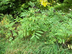 Imagem de Sambucus ebulus L.