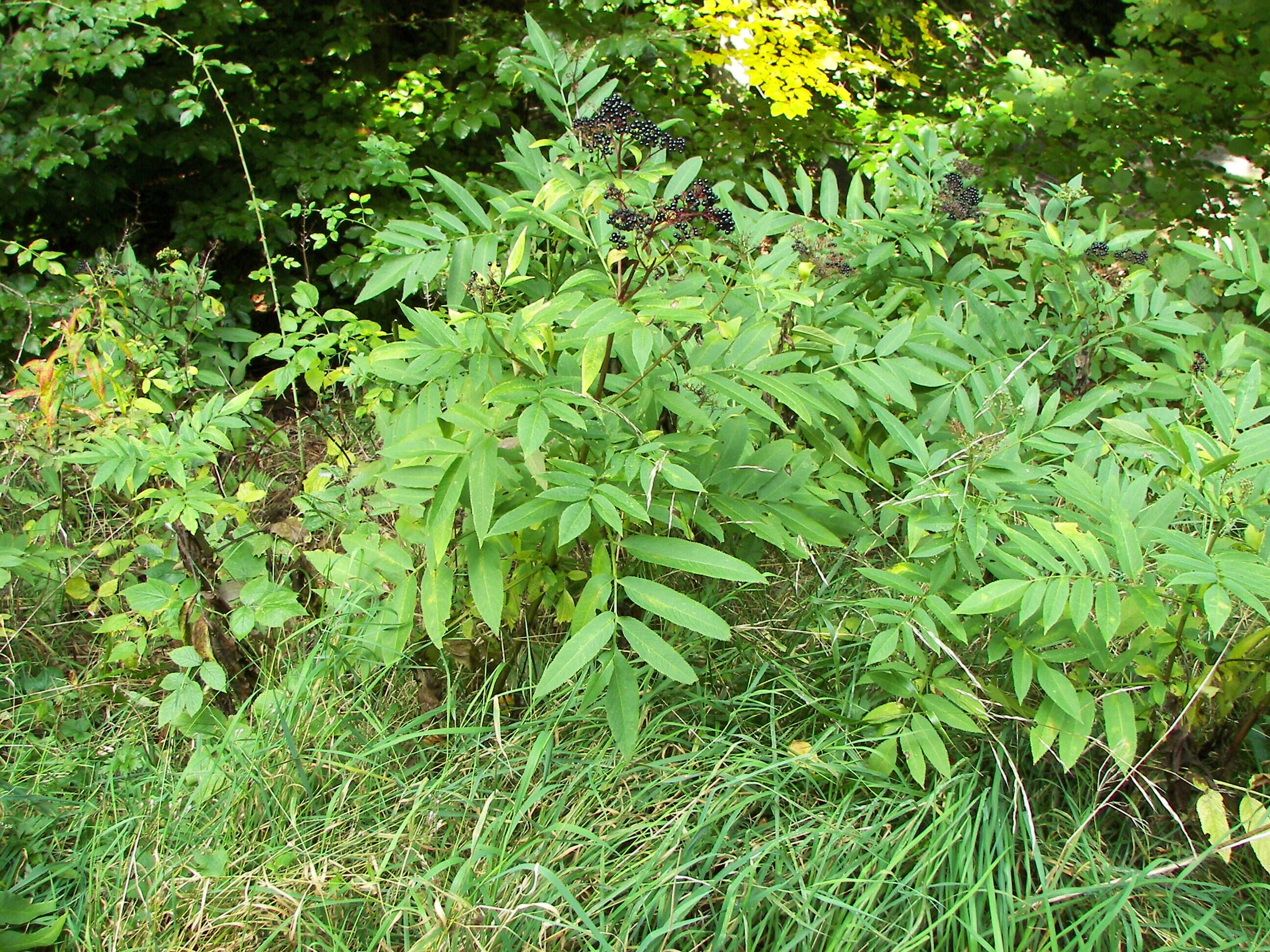 Imagem de Sambucus ebulus L.