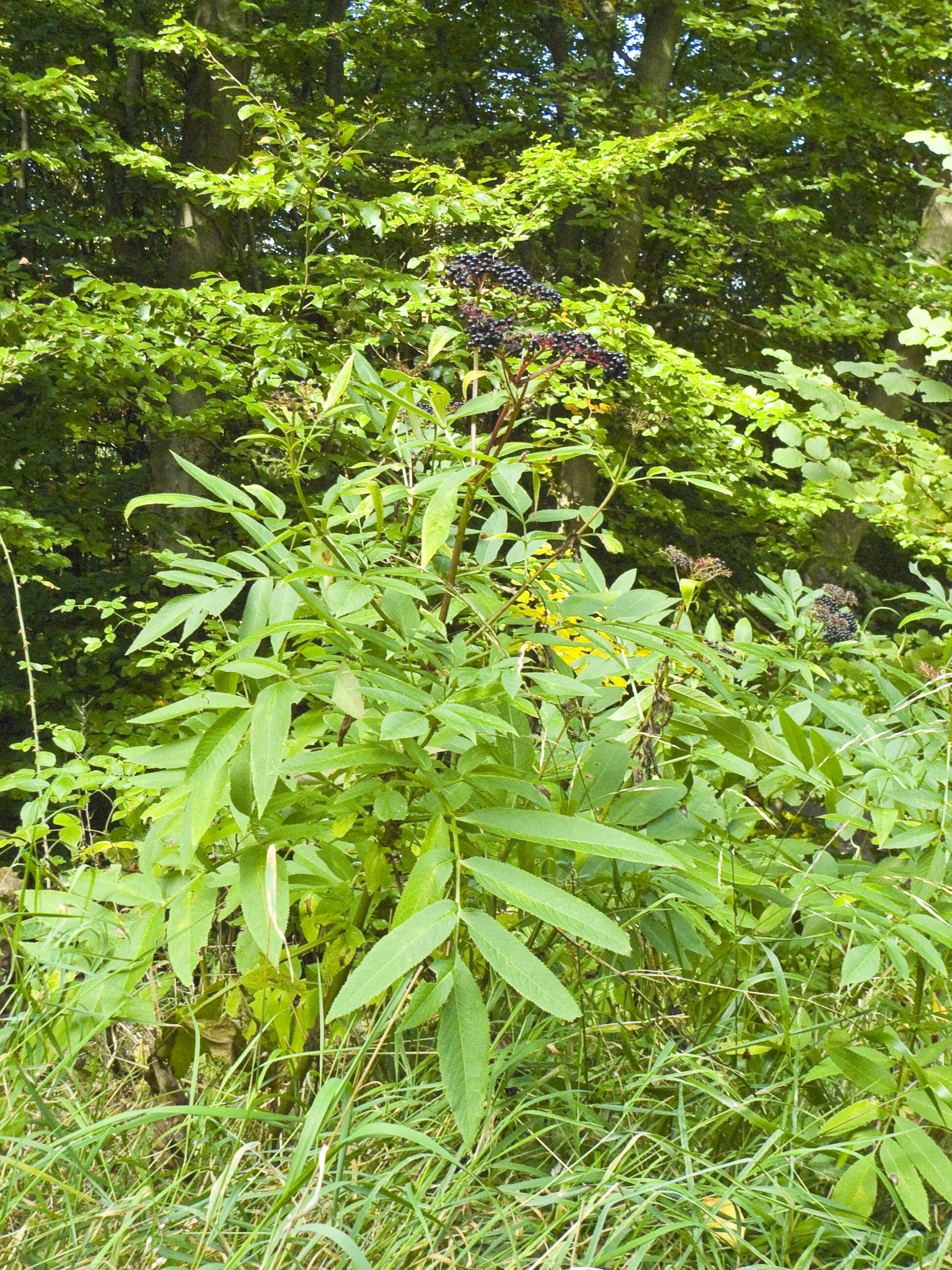 Imagem de Sambucus ebulus L.