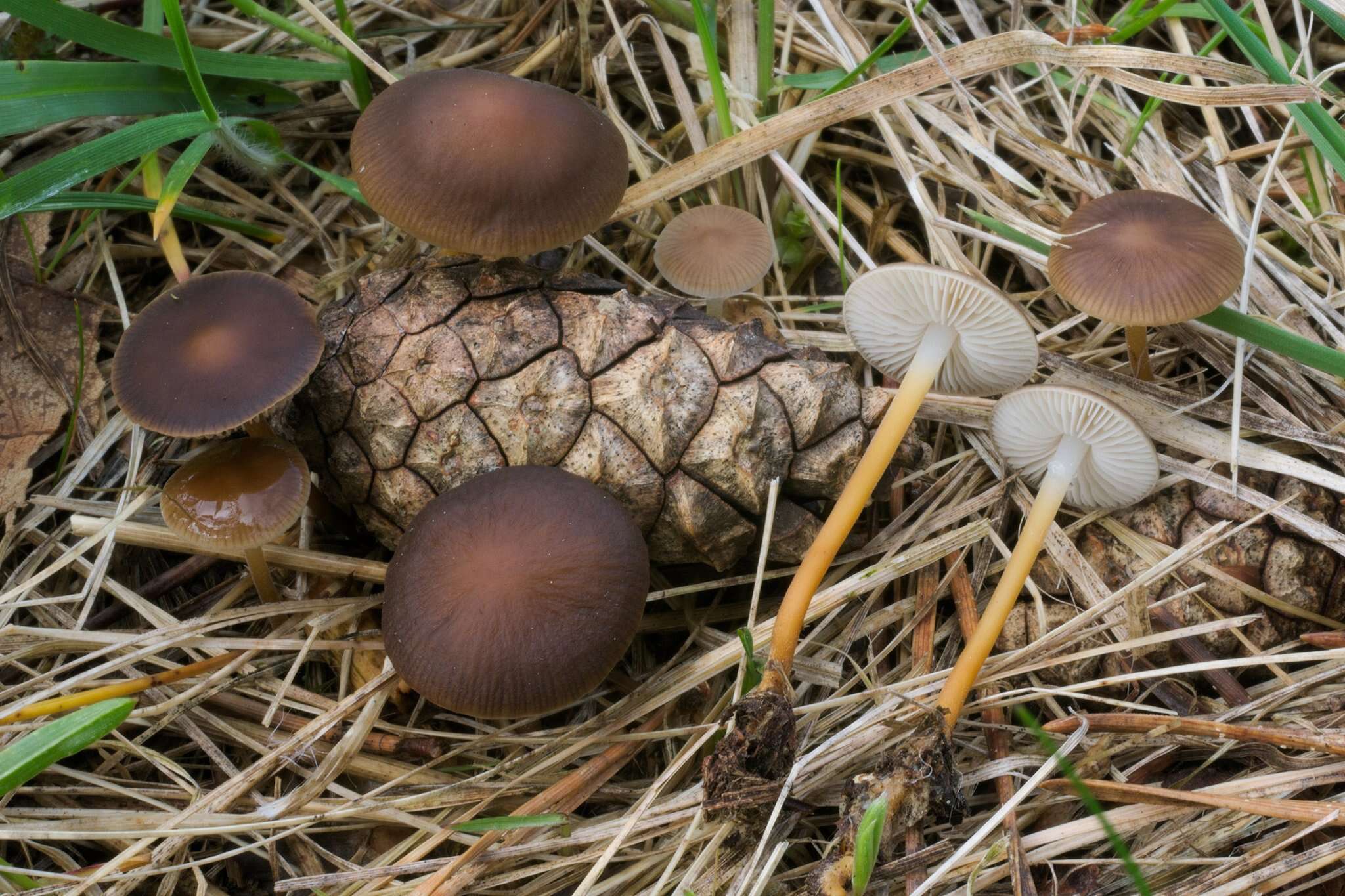 Image of Strobilurus tenacellus (Pers.) Singer 1962