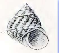 Image of Steromphala adansonii (Payraudeau 1826)