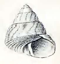 Image of Steromphala adansonii (Payraudeau 1826)