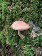 Plancia ëd Austroboletus gracilis (Peck) Wolfe 1980