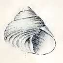 Image of Steromphala adriatica (Philippi 1844)