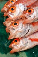 Image of rockfishes