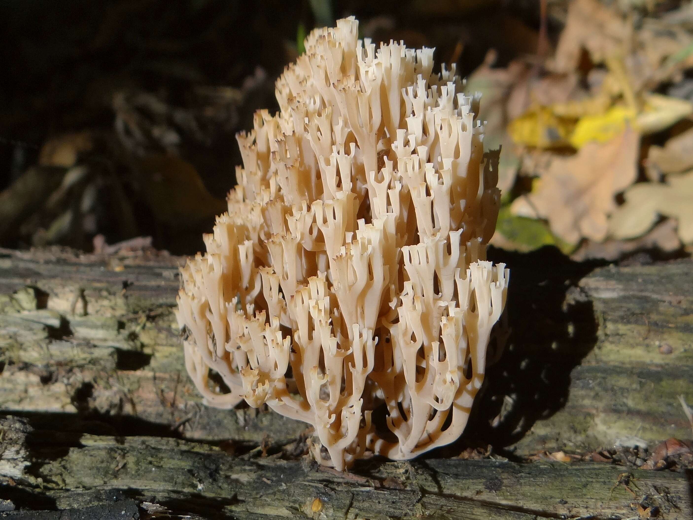 Image of Artomyces pyxidatus (Pers.) Jülich 1982