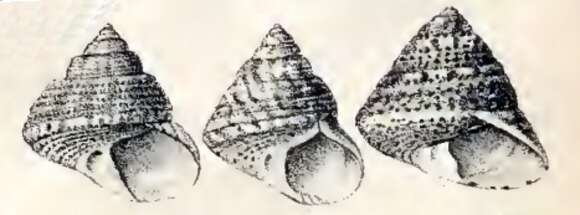 Image of Gibbula albida (Gmelin 1791)