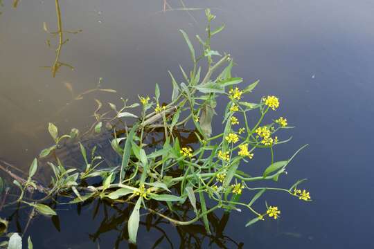 Image of Great Yellow-cress