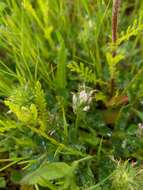 Imagem de Trifolium leucanthum M. Bieb.