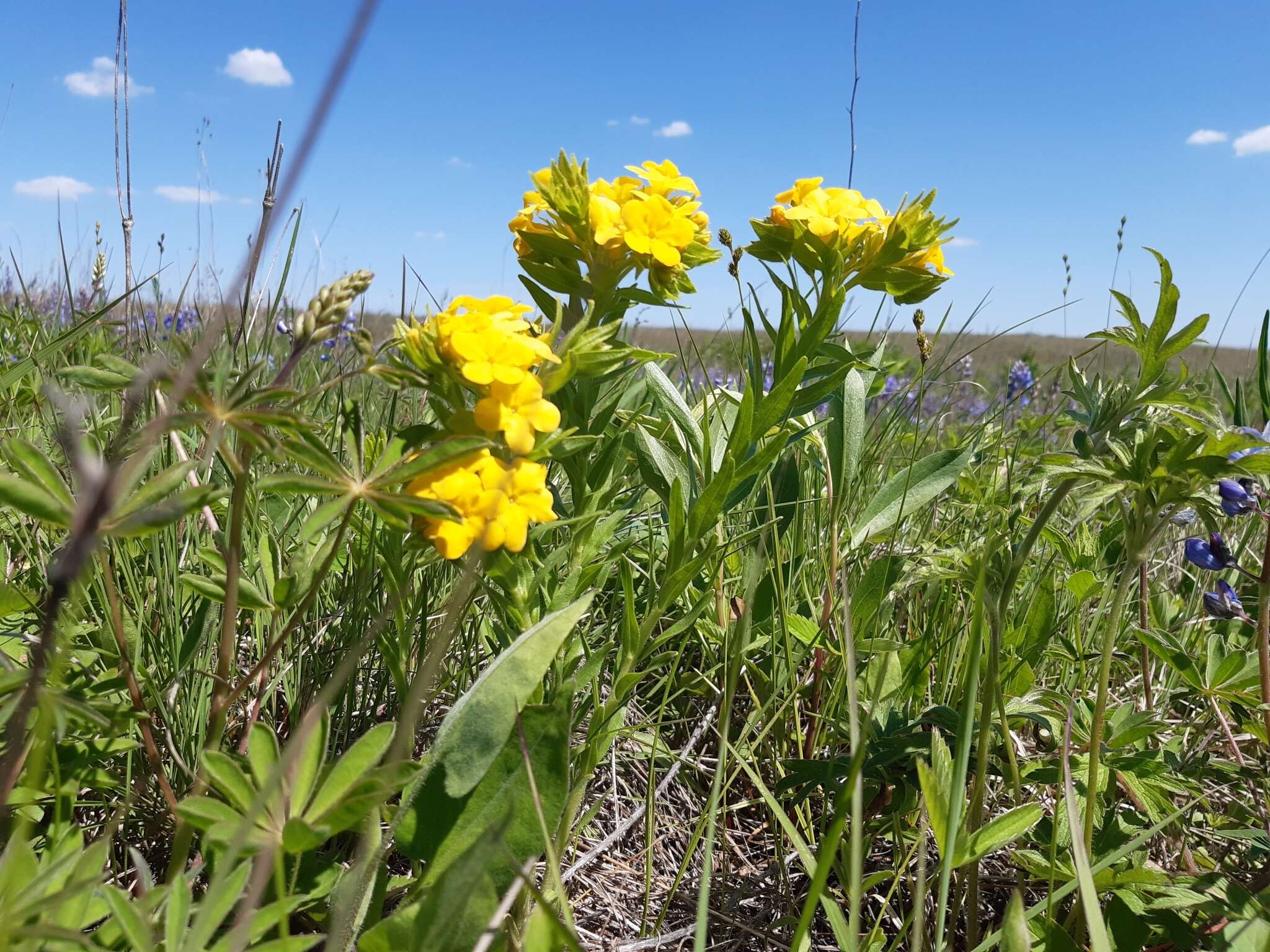 Image of Carolina puccoon