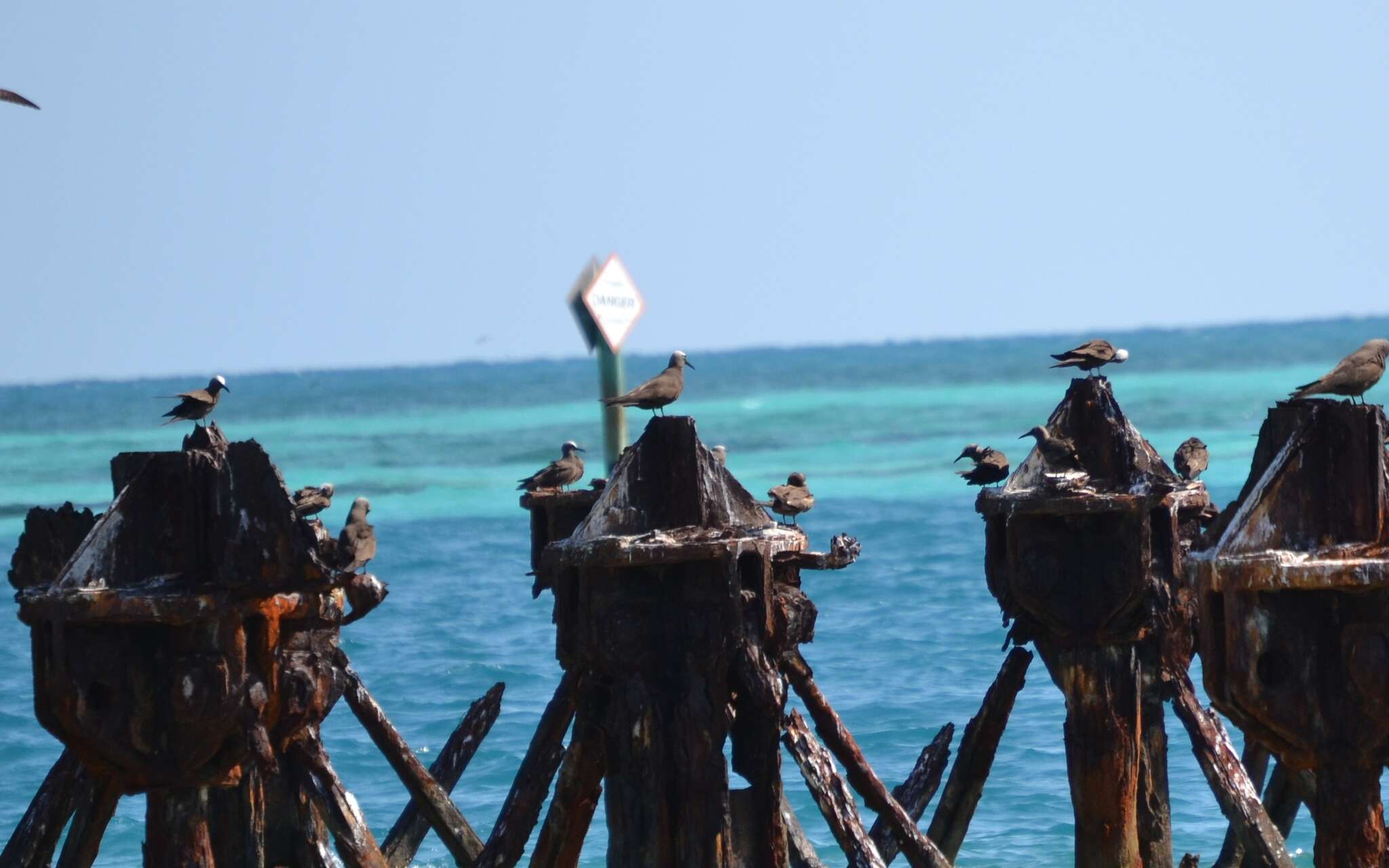 Image of Brown Noddy