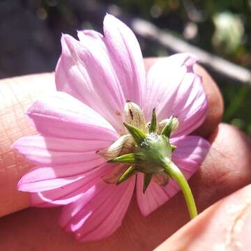 Image of Cosmos crithmifolius Kunth