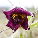 Imagem de Pulsatilla pratensis subsp. nigricans (Störcke) Zämelis