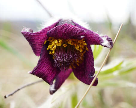 Image of Pulsatilla pratensis subsp. nigricans (Störcke) Zämelis