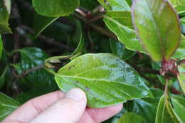 Image of Japanese viburnum