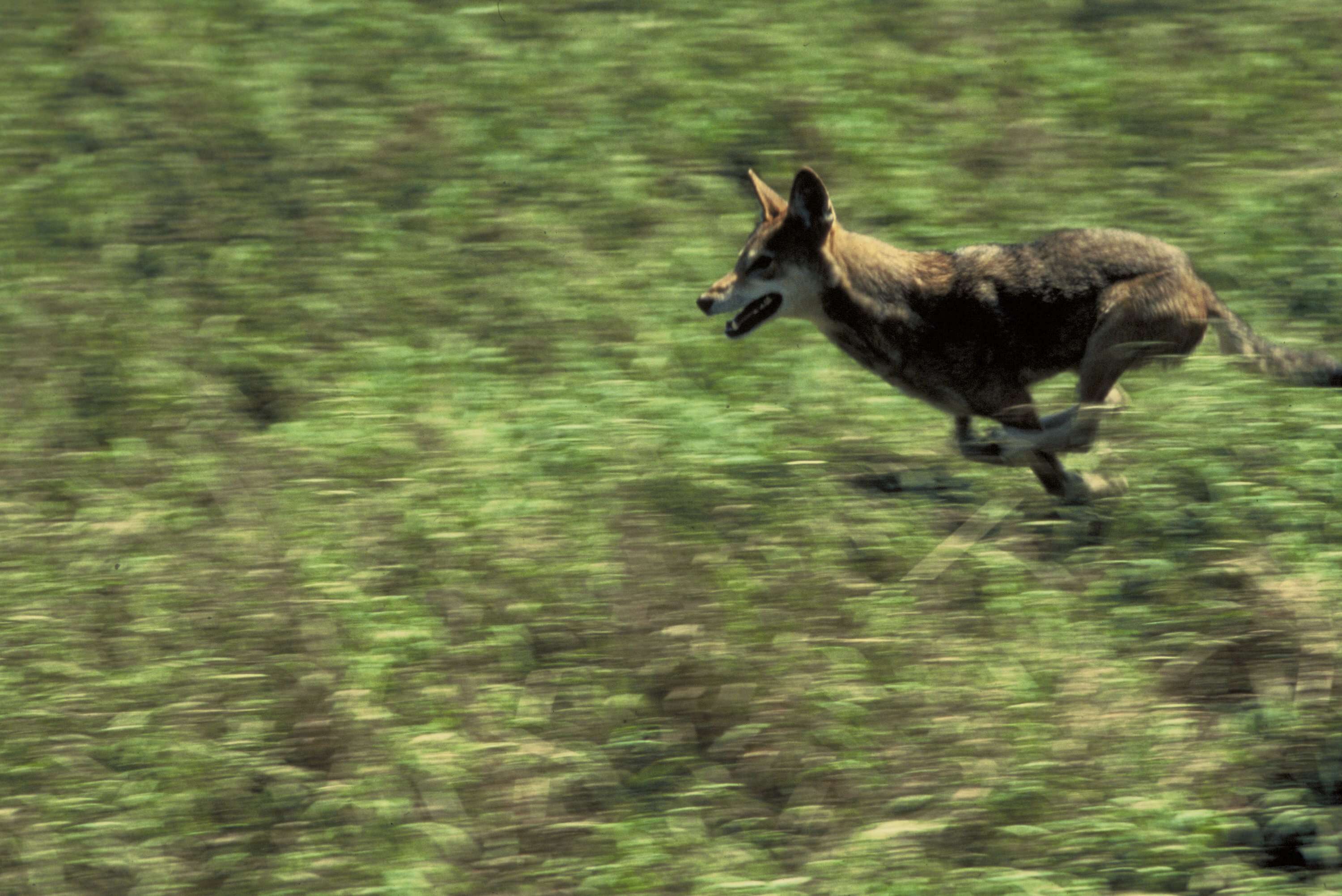 Image of Red wolf