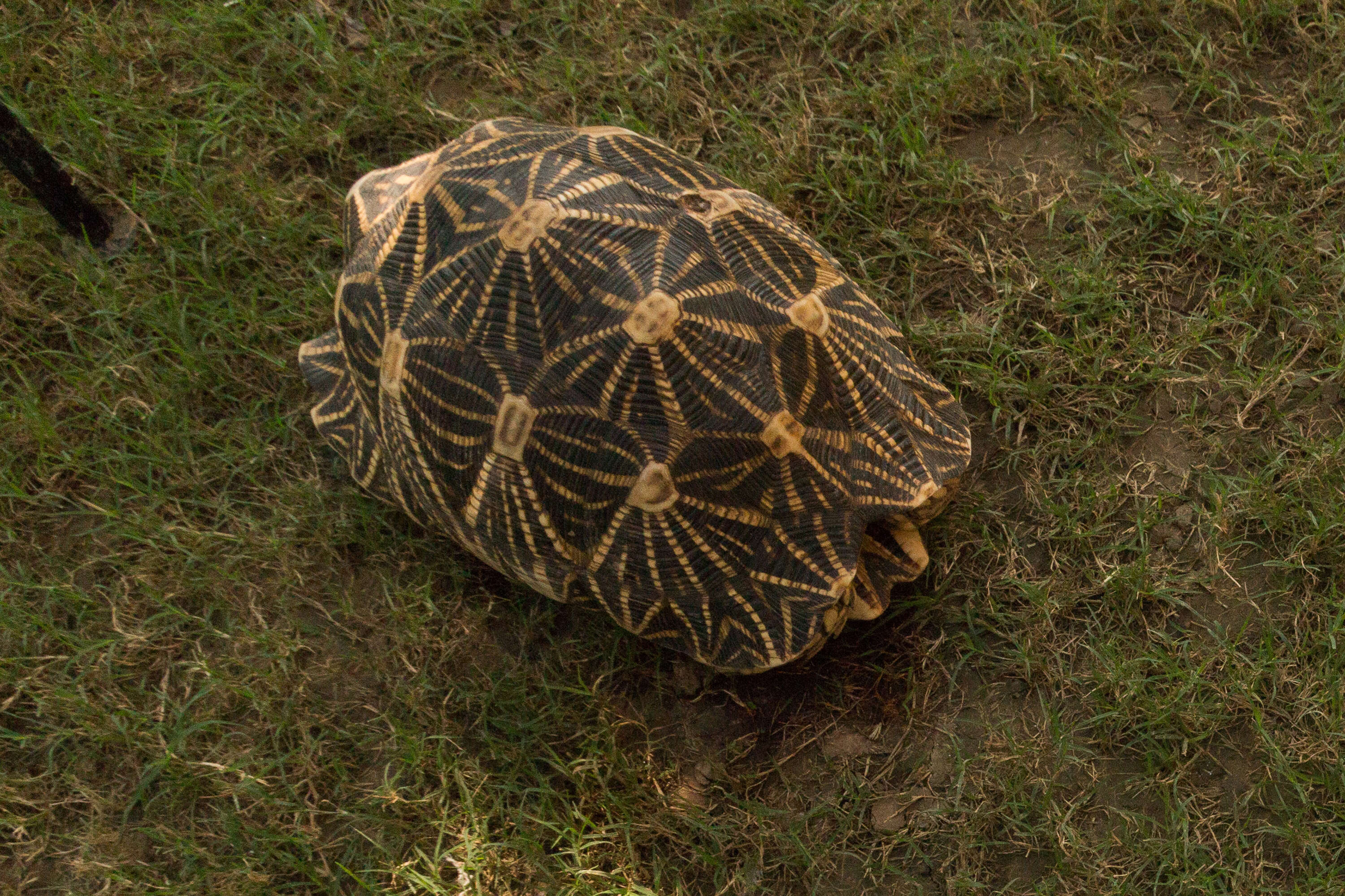 Image of Typical Tortoises