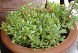 Image of common purslane