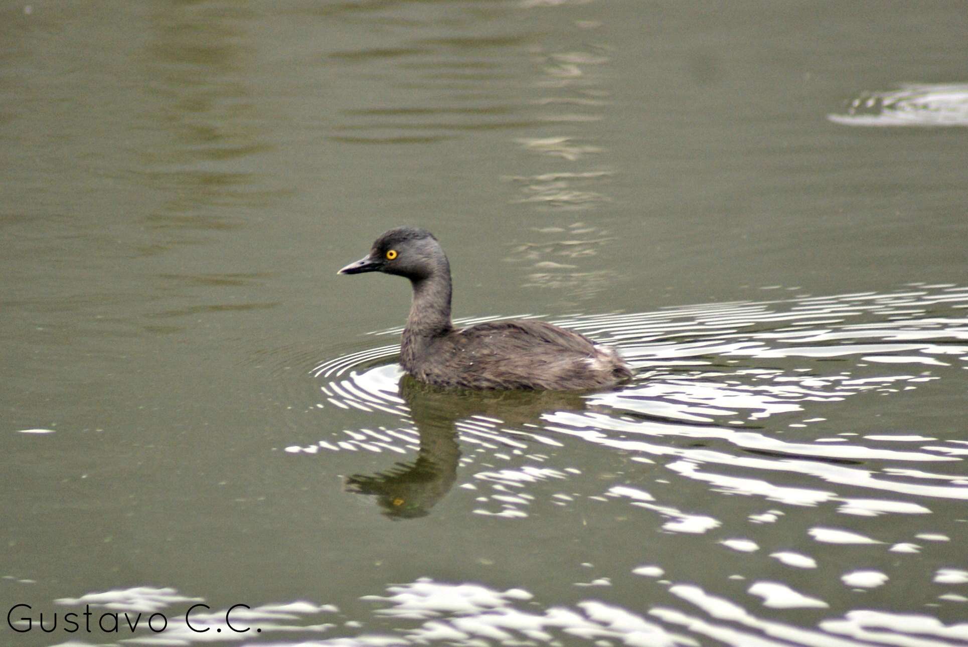 Imagem de Tachybaptus dominicus (Linnaeus 1766)