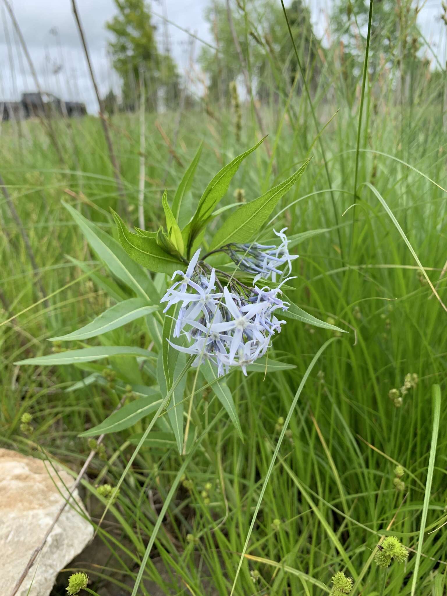 Image of Ozark bluestar