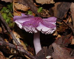 Sivun Porpolomopsis lewelliniae (Kalchbr.) Lodge, Padamsee & S. A. Cantrell 2013 kuva