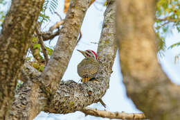 Image of Speckle-throated Woodpecker