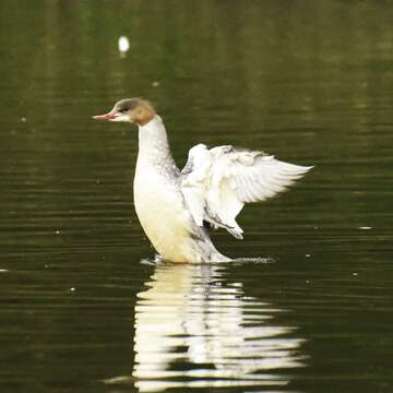 Image of Mergus merganser merganser Linnaeus 1758