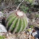 Sivun Melocactus intortus subsp. domingensis Areces kuva