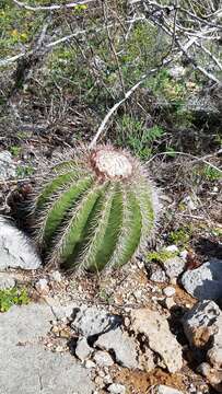 Image of Melocactus intortus subsp. domingensis Areces