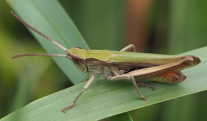 Image of steppe grasshopper