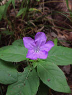 Image of Carolina wild petunia