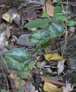 Image of Asarum kurosawae Sugimoto