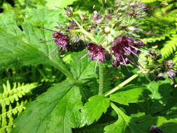 Image of Pacific waterleaf