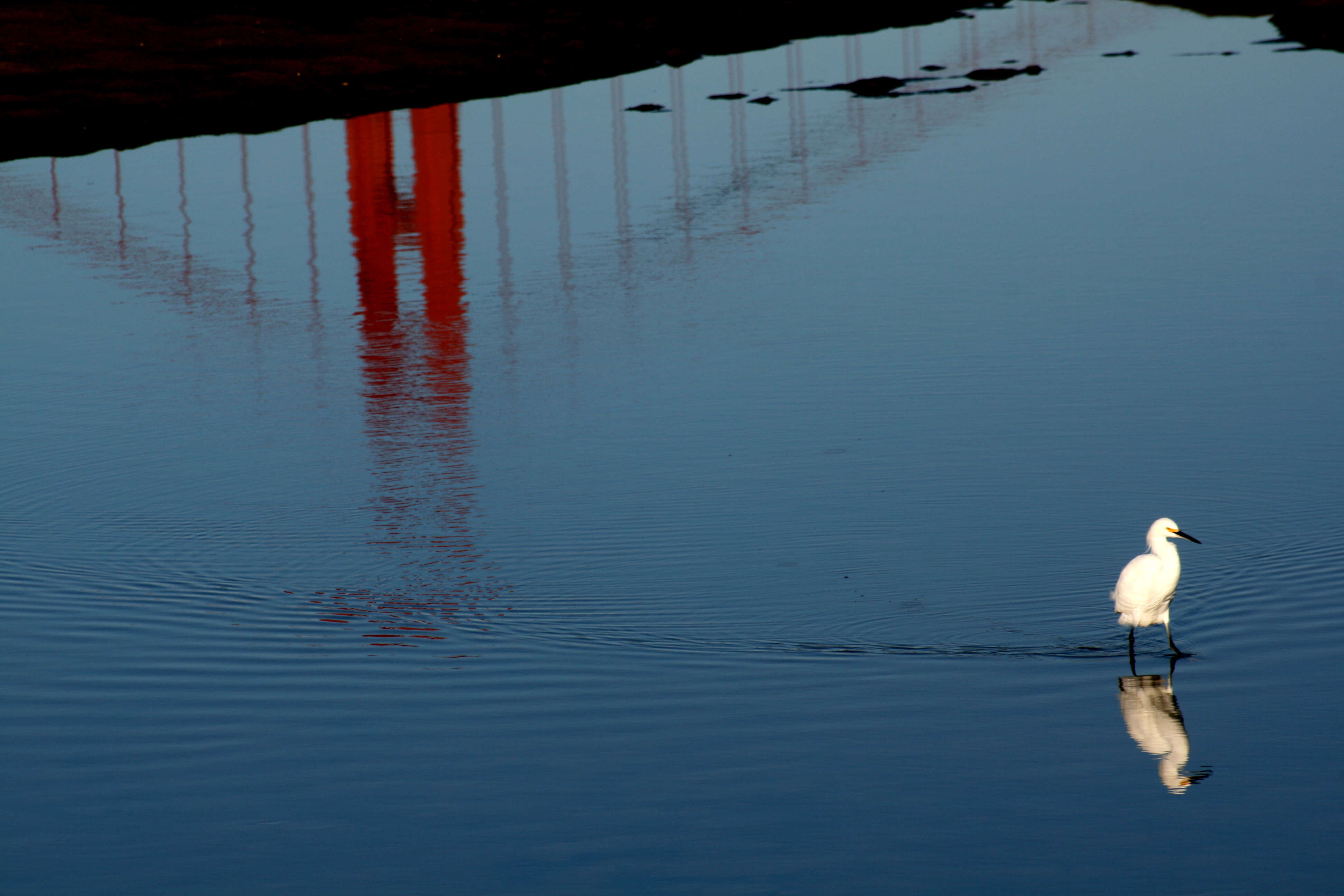 Image of Snowy Egret