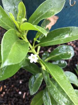 Myoporum sandwicense (A. DC.) Gray resmi