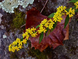 Image of wreath goldenrod