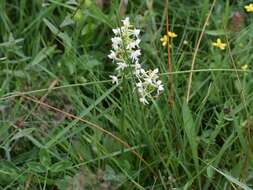 Image of lesser butterfly-orchid