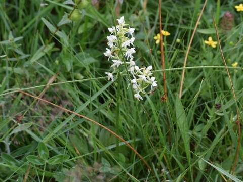 Image of lesser butterfly-orchid