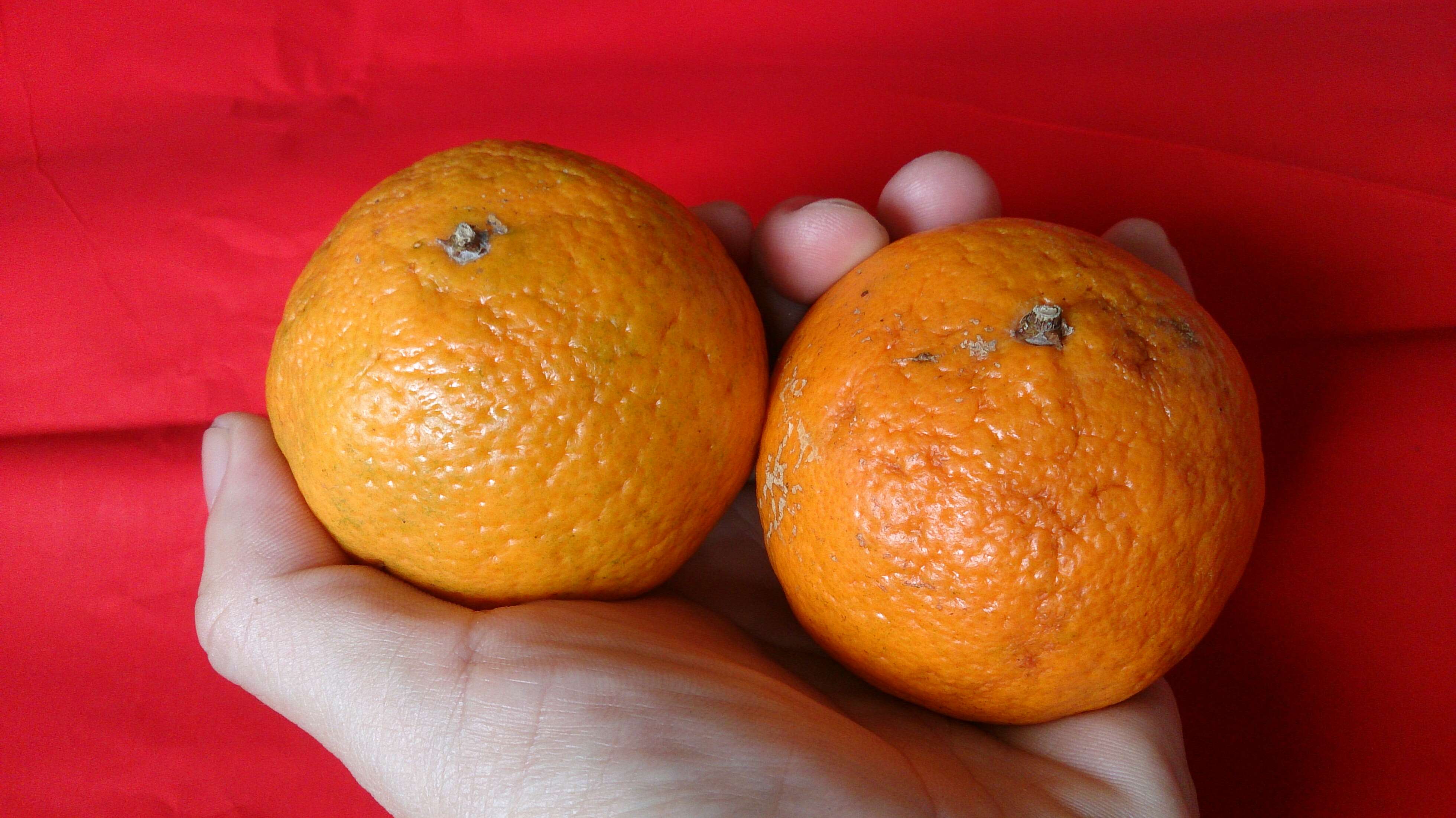 Image of Citrus × tangerina