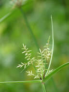 Image of nutgrass