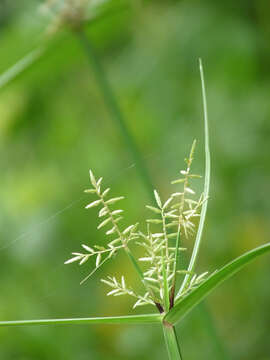 Image of nutgrass