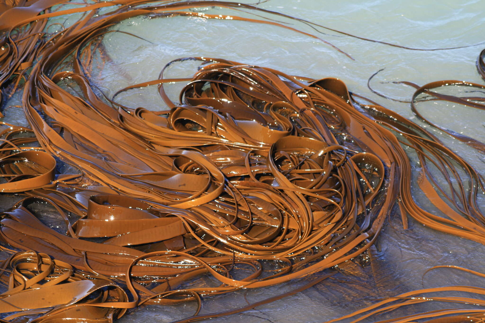 Image of New Zealand bull kelp