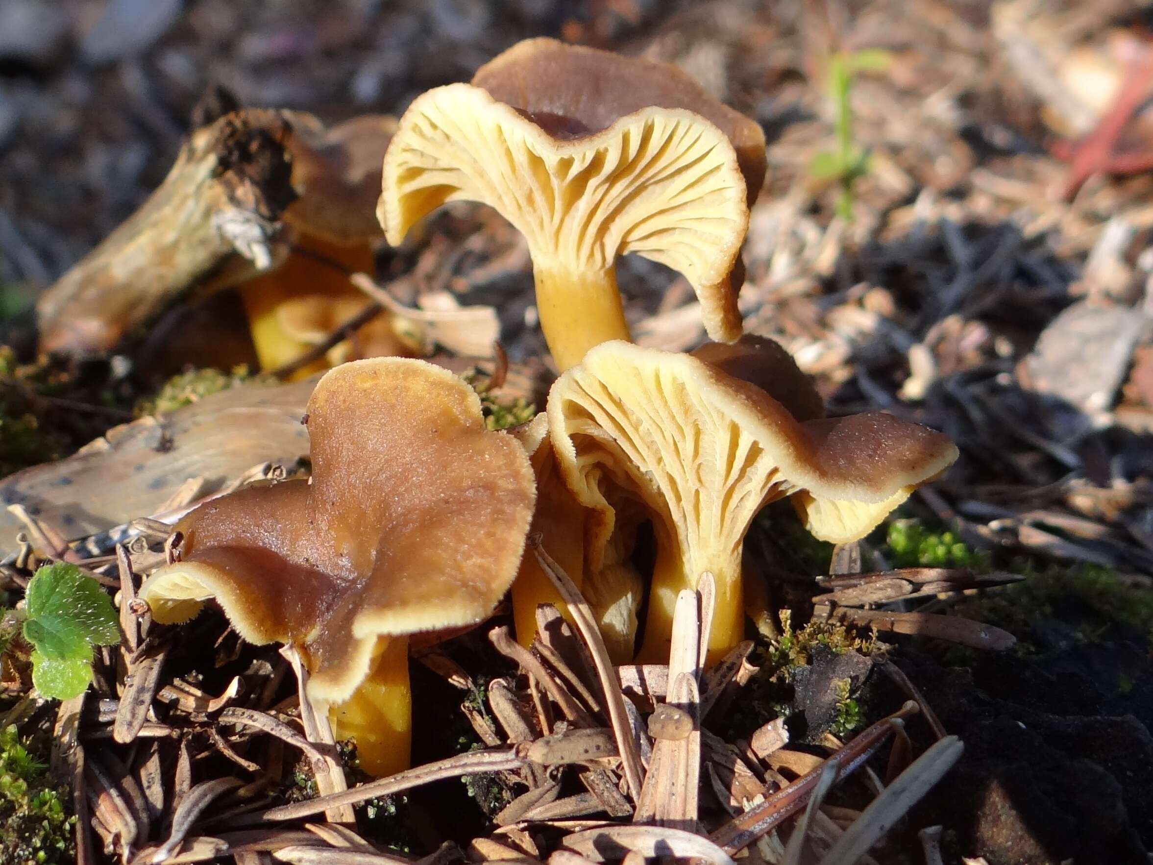 Image of Funnel Chanterelle