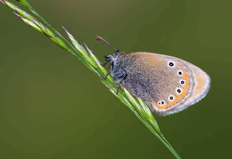 Image of Coenonympha leander Esper 1784