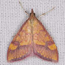 Image of Pyrausta perrubralis Packard 1873