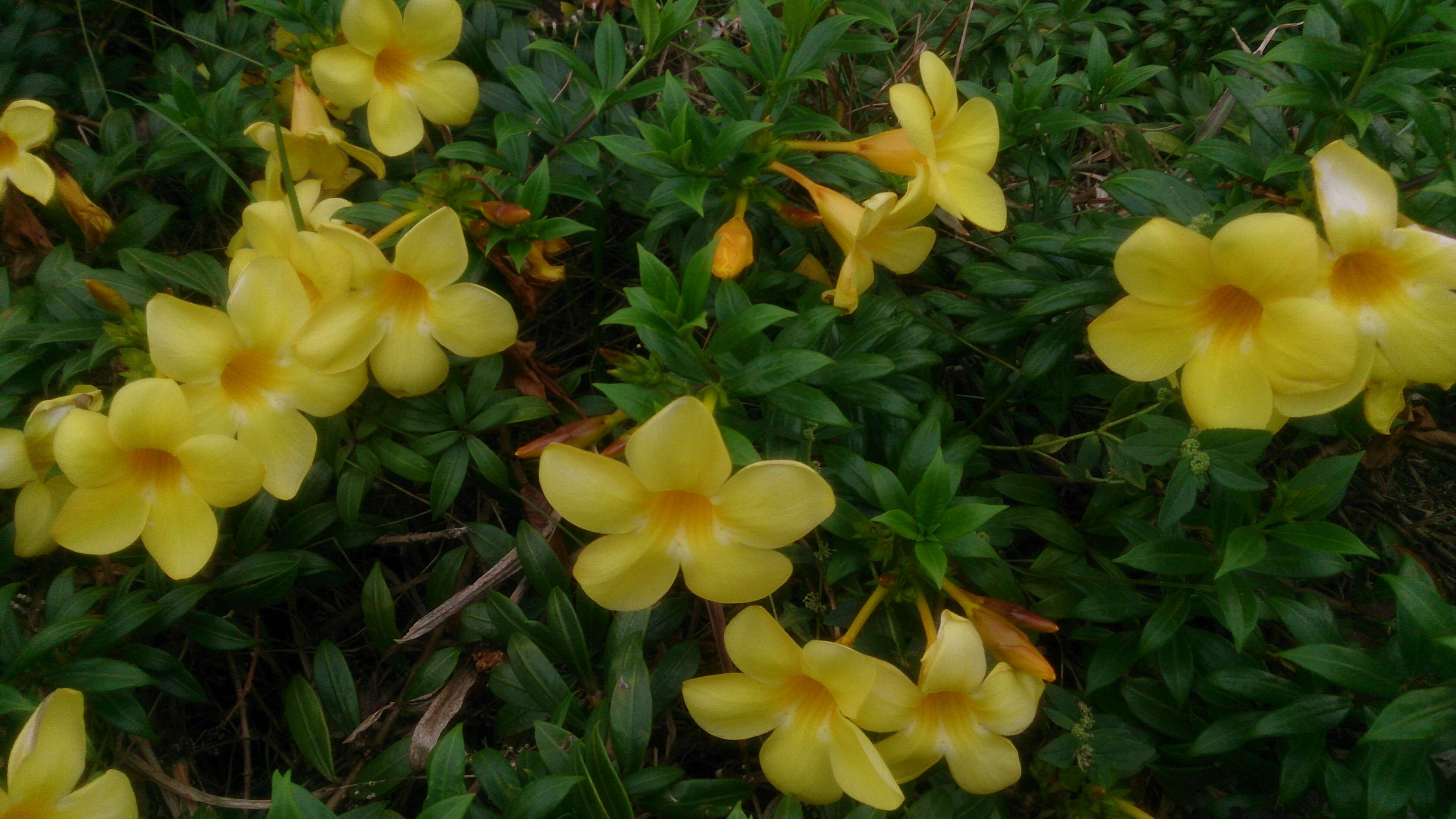 Image of golden trumpet