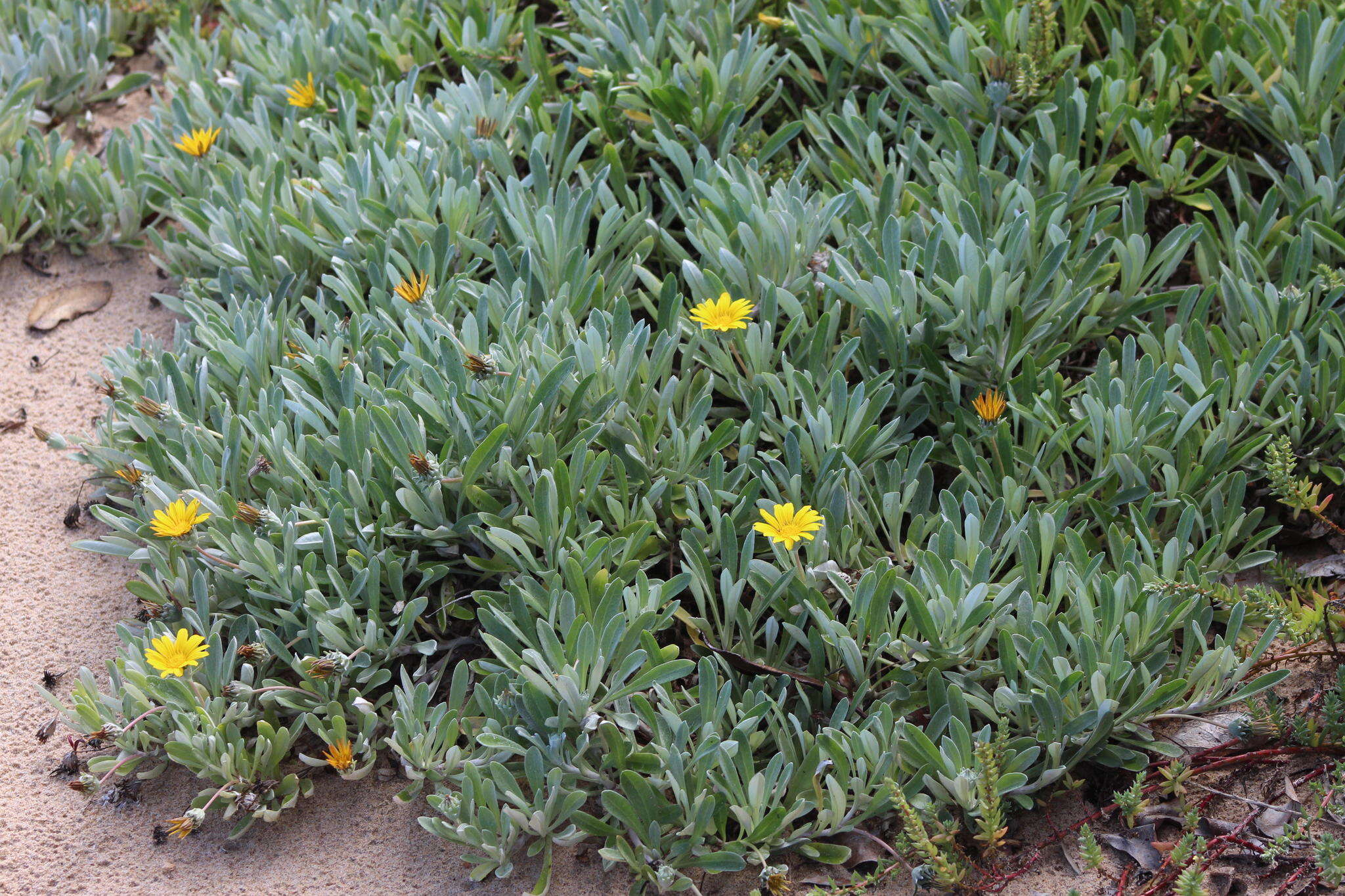 Image of Gazania rigens var. leucolaena (DC.) Rössl.